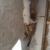 Tekir Kedi, Kedi  Minnoş  fotoğrafı