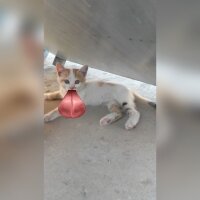 Tekir Kedi, Kedi  Minnoş  fotoğrafı