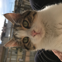 Tekir Kedi, Kedi  Rio fotoğrafı