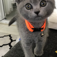 Scottish Fold, Kedi  Alex fotoğrafı