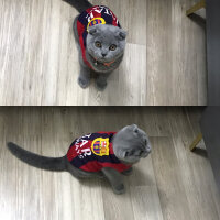 Scottish Fold, Kedi  Alex fotoğrafı