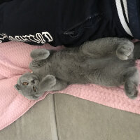 Scottish Fold, Kedi  Alex fotoğrafı