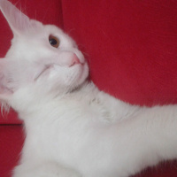 Chinchilla, Kedi  Pambık fotoğrafı