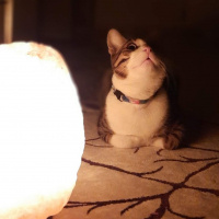 Tekir Kedi, Kedi  Mahmud fotoğrafı