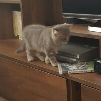 British Shorthair, Kedi  Duman fotoğrafı