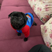 Pug, Köpek  Ares fotoğrafı