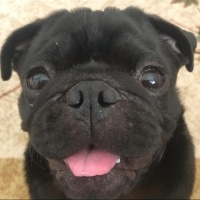 Pug, Köpek  Ares fotoğrafı
