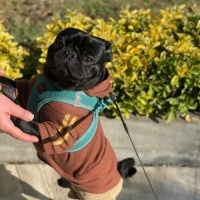 Pug, Köpek  Ares fotoğrafı