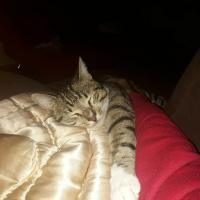 Tekir Kedi, Kedi  Frejya fotoğrafı