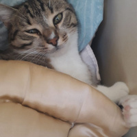Tekir Kedi, Kedi  Frejya fotoğrafı