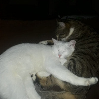 Tekir Kedi, Kedi  Frejya fotoğrafı