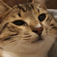 Tekir Kedi, Kedi  Frejya fotoğrafı