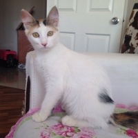 Tekir Kedi, Kedi  Kaymak ve cezar fotoğrafı