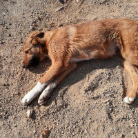 Sokö (Sokak Köpeği), Köpek  karamel fotoğrafı