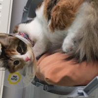 Tekir Kedi, Kedi  Sirius fotoğrafı