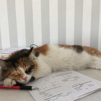 Tekir Kedi, Kedi  Sirius fotoğrafı