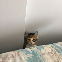 Tekir Kedi, Kedi  Sirius fotoğrafı