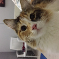 Tekir Kedi, Kedi  Sirius fotoğrafı
