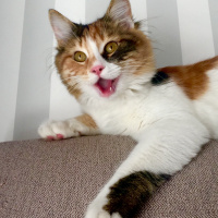 Tekir Kedi, Kedi  Sirius fotoğrafı
