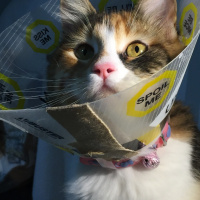 Tekir Kedi, Kedi  Sirius fotoğrafı