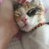 Tekir Kedi, Kedi  Sirius fotoğrafı