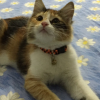 Tekir Kedi, Kedi  Sirius fotoğrafı