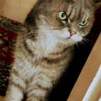 British Shorthair, Kedi  Atlantis fotoğrafı