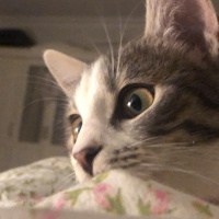 Tekir Kedi, Kedi  zeytin fotoğrafı