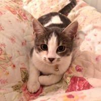 Tekir Kedi, Kedi  zeytin fotoğrafı
