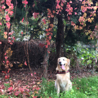 Golden Retriever, Köpek  efes fotoğrafı