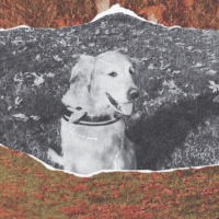 Golden Retriever, Köpek  efes fotoğrafı