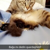 Tekir Kedi, Kedi  Finduk fotoğrafı