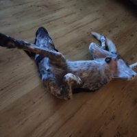Sokö (Sokak Köpeği), Köpek  PUDİNG fotoğrafı