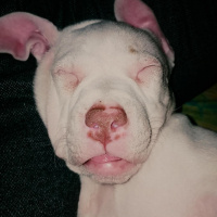 Amerikan Pitbull Terrier, Köpek  Adı yok :( fotoğrafı