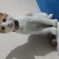 Sarman, Kedi  Güneş fotoğrafı