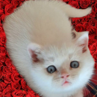 British Shorthair, Kedi  Mıncır fotoğrafı
