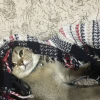 British Shorthair, Kedi  Turşu fotoğrafı
