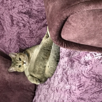 British Shorthair, Kedi  Turşu fotoğrafı