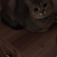 British Shorthair, Kedi  Turşu fotoğrafı