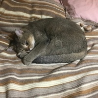 British Shorthair, Kedi  Turşu fotoğrafı
