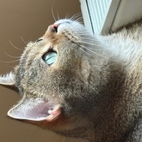 British Shorthair, Kedi  Turşu fotoğrafı
