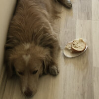 Golden Retriever, Köpek  Karamel fotoğrafı