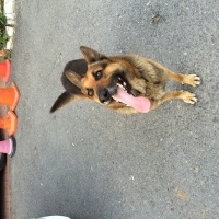 Alman Çoban Köpeği, Köpek  Rex fotoğrafı