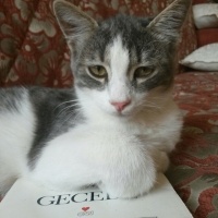 Tekir Kedi, Kedi  ışıl fotoğrafı