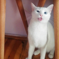 Ankara Kedisi, Kedi  Pamuk fotoğrafı