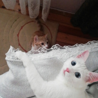 Ankara Kedisi, Kedi  Pamuk fotoğrafı
