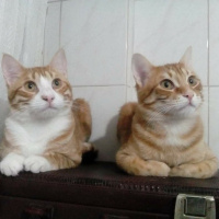 Tekir Kedi, Kedi  Lenin & Linkoln fotoğrafı