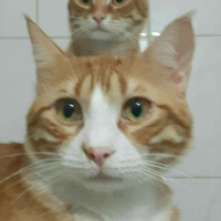 Tekir Kedi, Kedi  Lenin & Linkoln fotoğrafı