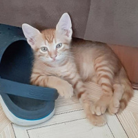 Tekir Kedi, Kedi  Lenin & Linkoln fotoğrafı