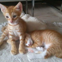 Tekir Kedi, Kedi  Lenin & Linkoln fotoğrafı